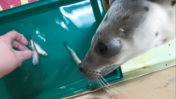 Корюшка для Веснушки: спасенный в Мезени детеныш тюленя научился есть рыбу — видео