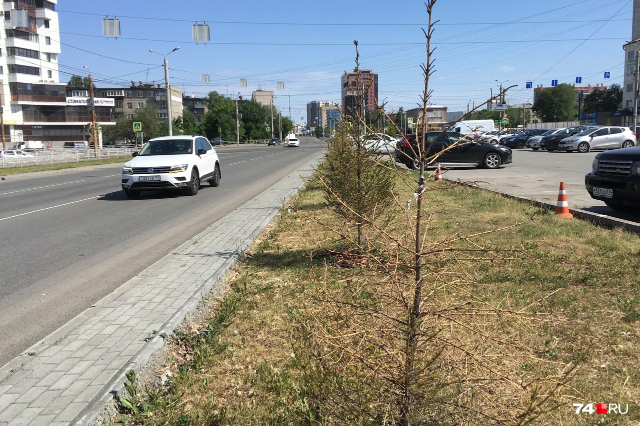 Вот эта же улица чуть дальше (между Воровского и Блюхера). Высаженные ранее ёлочки выглядят полудохлыми Вот эта же улица чуть дальше (между Воровского и Блюхера). Высаженные ранее ёлочки выглядят полудохлыми