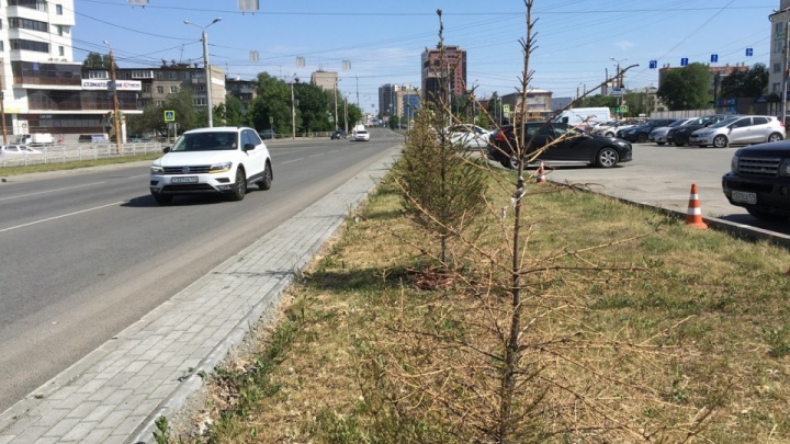 В Челябинске посчитали погибшие деревья, высаженные в прошлом году
