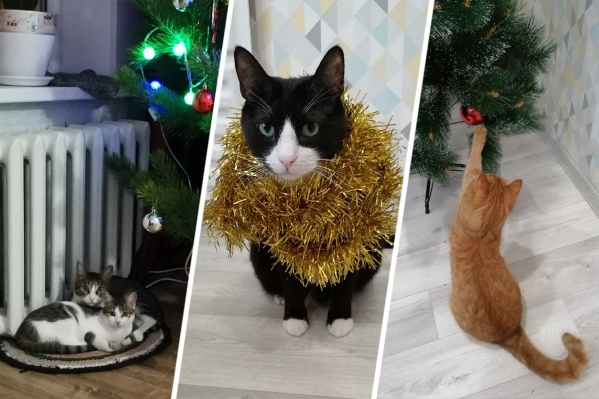 Праздник к нам приходит... в образе котиков! Праздник к нам приходит... в образе котиков!