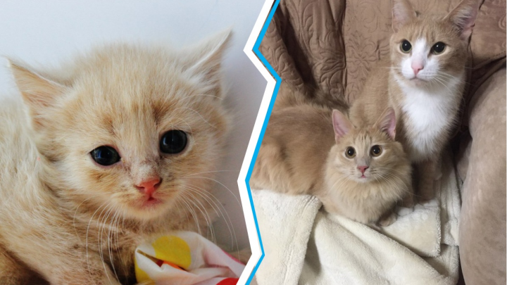 Трогательные истории пермских котиков, которых спасли и полюбили. Фото до и после