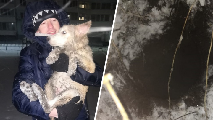 Собака провалилась в огороженную яму в Новосибирске — хозяину пришлось звонить спасателям