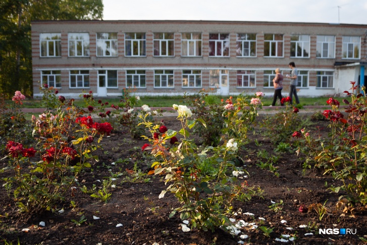 Кусты роз перед школой. Их выращивала убитая Валентина Болдырева