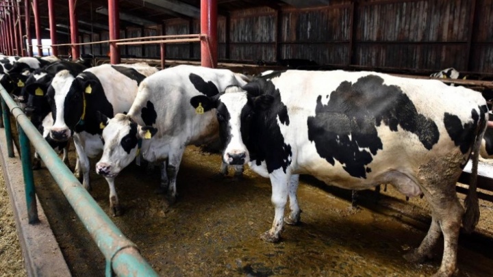 Тюменских коров с опасной инфекцией везут через шесть регионов в Астрахань