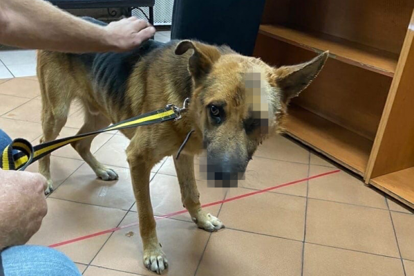 Курганские волонтеры рассказали об измученной собаке, которая едва не погибла из-за нанесенных ей ран Курганские волонтеры рассказали об измученной собаке, которая едва не погибла из-за нанесенных ей ран
