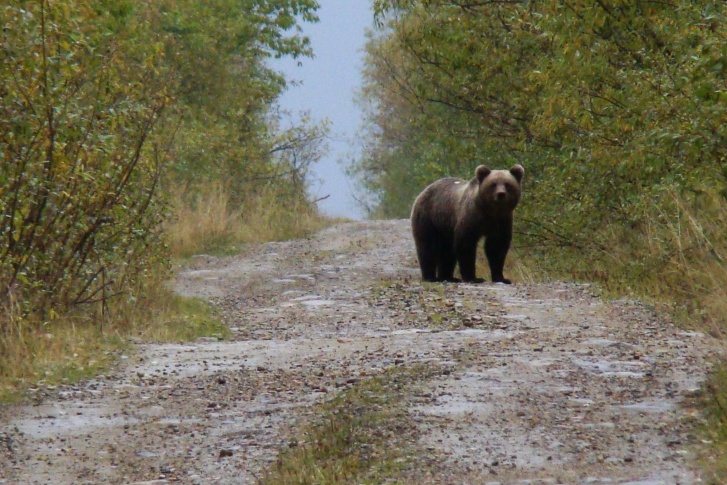 можно ли кормить медведя в лесу