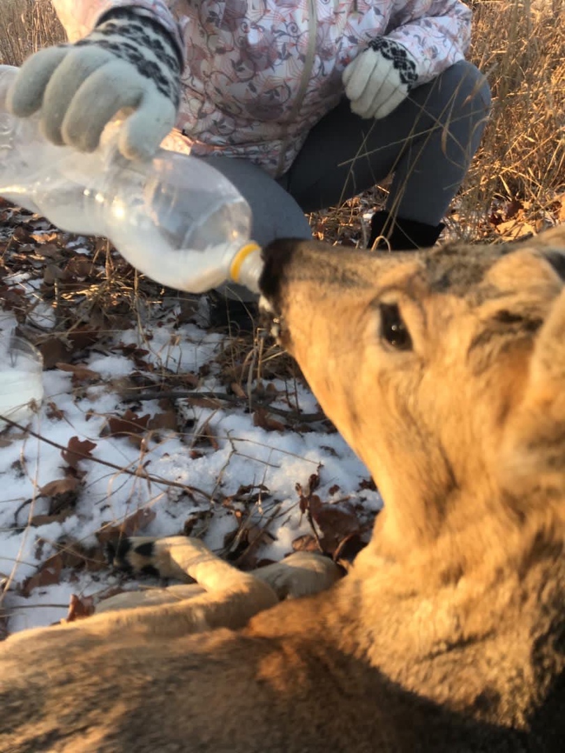 Косуля подкрепилась прямо из бутылки Косуля подкрепилась прямо из бутылки