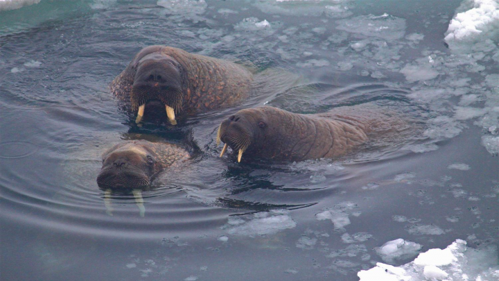 Фонд дикой природы заявил о сокращении количества моржей на острове Вайгач
