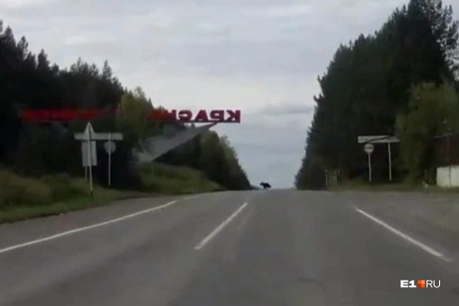 В Краснотурьинске медведь перебежал через дорогу в нескольких десятках метров от автомобиля
