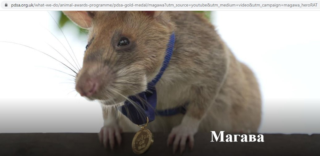 Скриншот с сайта www.pdsa.org.uk