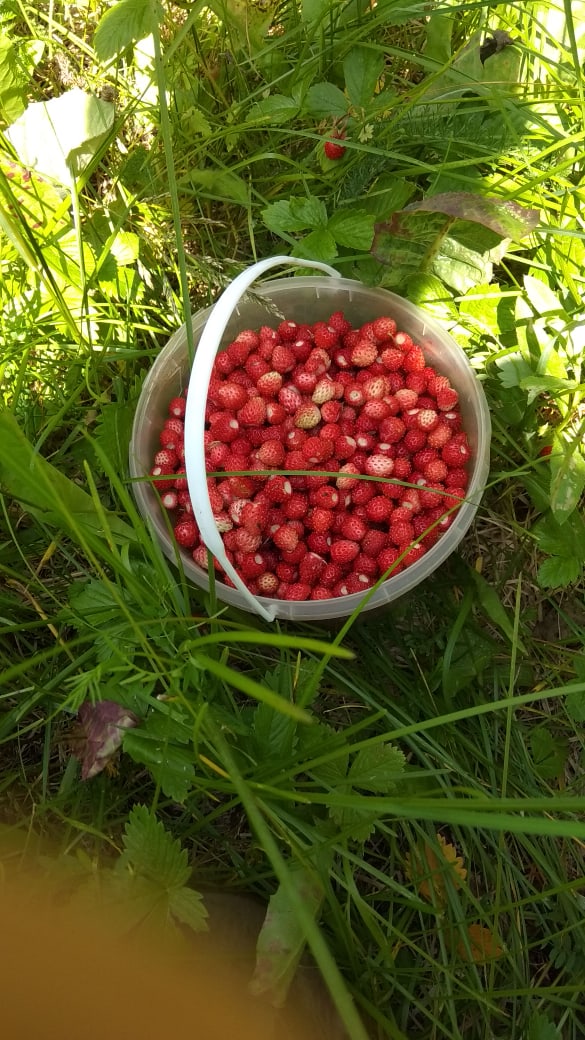 Земляника из Артинского района Земляника из Артинского района