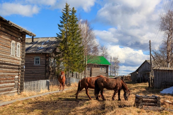 Опора деревни — лошадь Опора деревни — лошадь