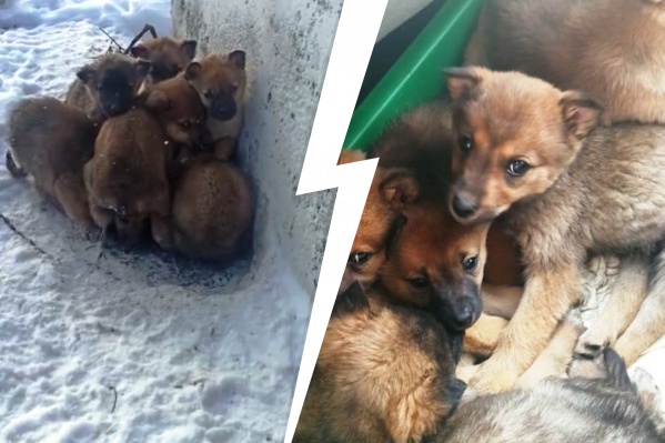 Щенки замерзали на снегу Щенки замерзали на снегу