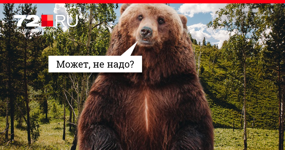 где в россии можно охотиться на медведя