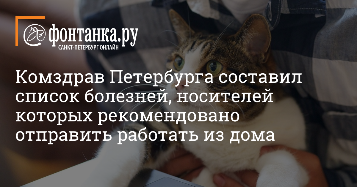 Кот рекомендует. Кот рекомендует
