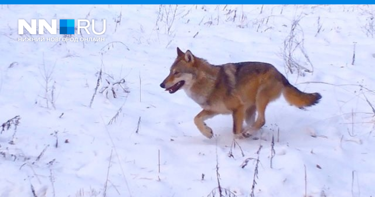 Волк бежит за зайцем. Волк в Керженском заповеднике. Волки в Нижегородской области. Погоня Волков за зайцами. Погоня Волков.