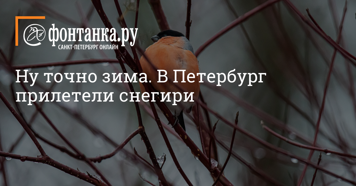 Well, definitely winter.  Bullfinches arrived in St. Petersburg – City – St. Petersburg News