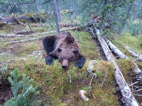 Медведь напал на туристов