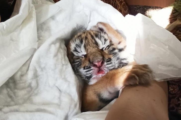 Тигрица отказалась кормить малыша сразу после родов