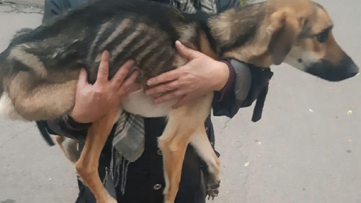 Соседи написали заявление: в Тутаеве на хозяина изморенного голодом пса завели уголовное дело