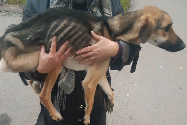 Собаку спасли неравнодушные люди