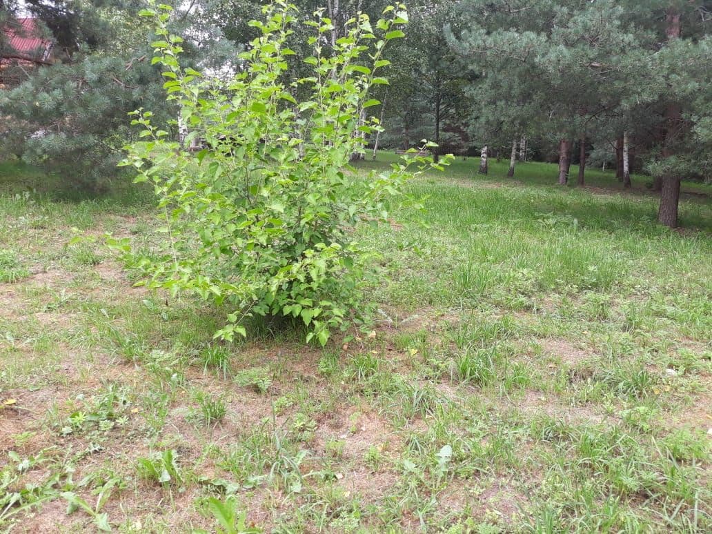 Шелковица