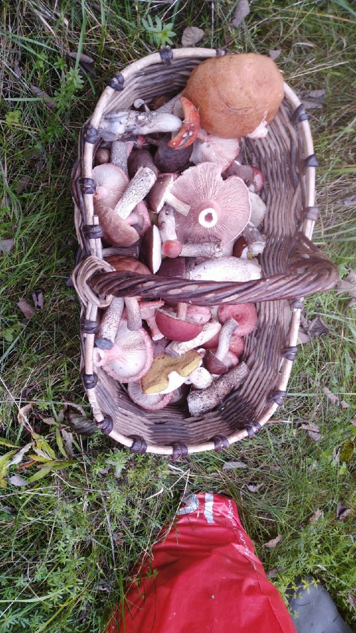 Эти грибы собирали в Брейтовском районе