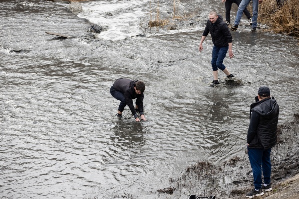 В водоеме обитают крупные сазаны и карпы В водоеме обитают крупные сазаны и карпы