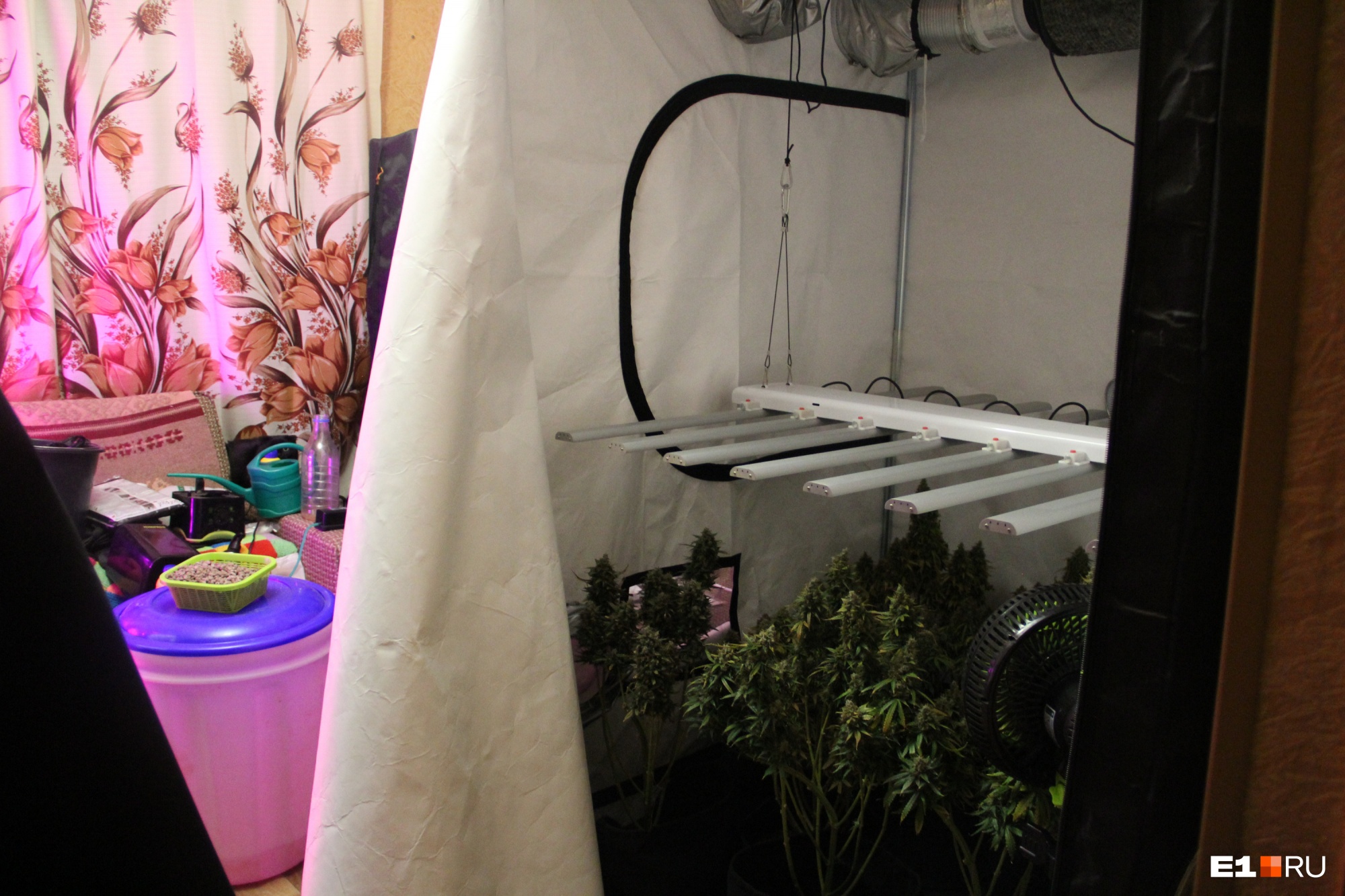 «Бережно выращивал 25 кустов марихуаны»: на Урале задержали заботливого 36-летнего наркодилера