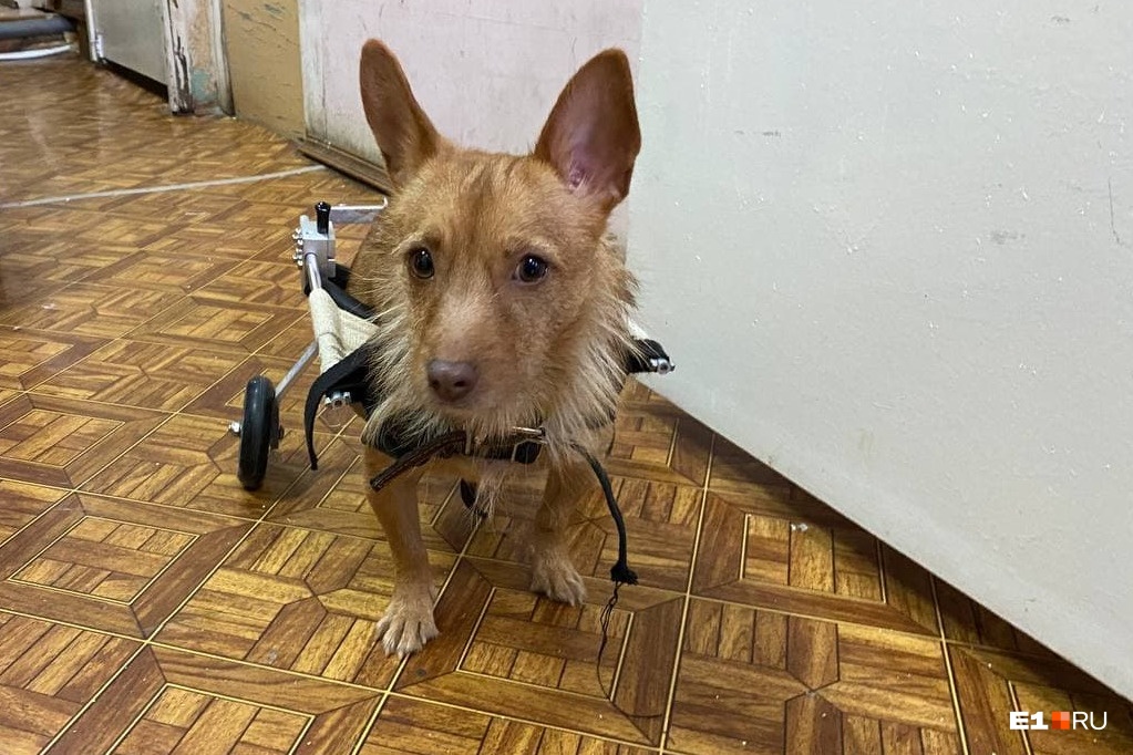 В Екатеринбурге ищут дом собаке на коляске, которую после аварии бросили хозяева