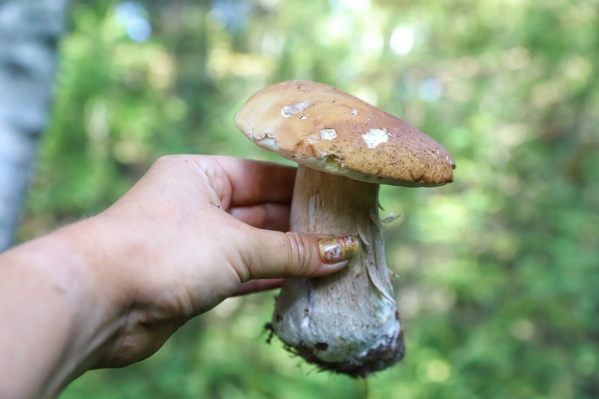 Лучше не жадничать и оставлять незнакомые грибы в лесу