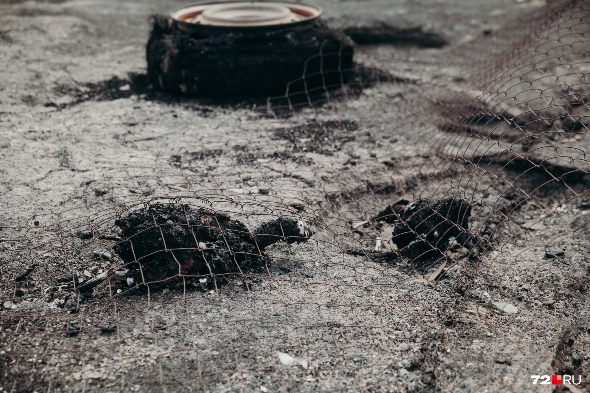 На месте сгоревшего курятника лежат опалённые тушки птиц
