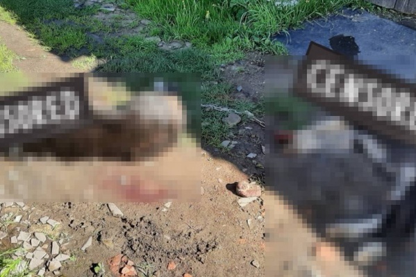 Собак предварительно отвязали Собак предварительно отвязали