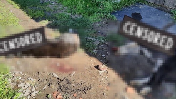 Не пощадили даже щенка: в Ярославской области застрелили двух собак прямо во дворе у хозяйки
