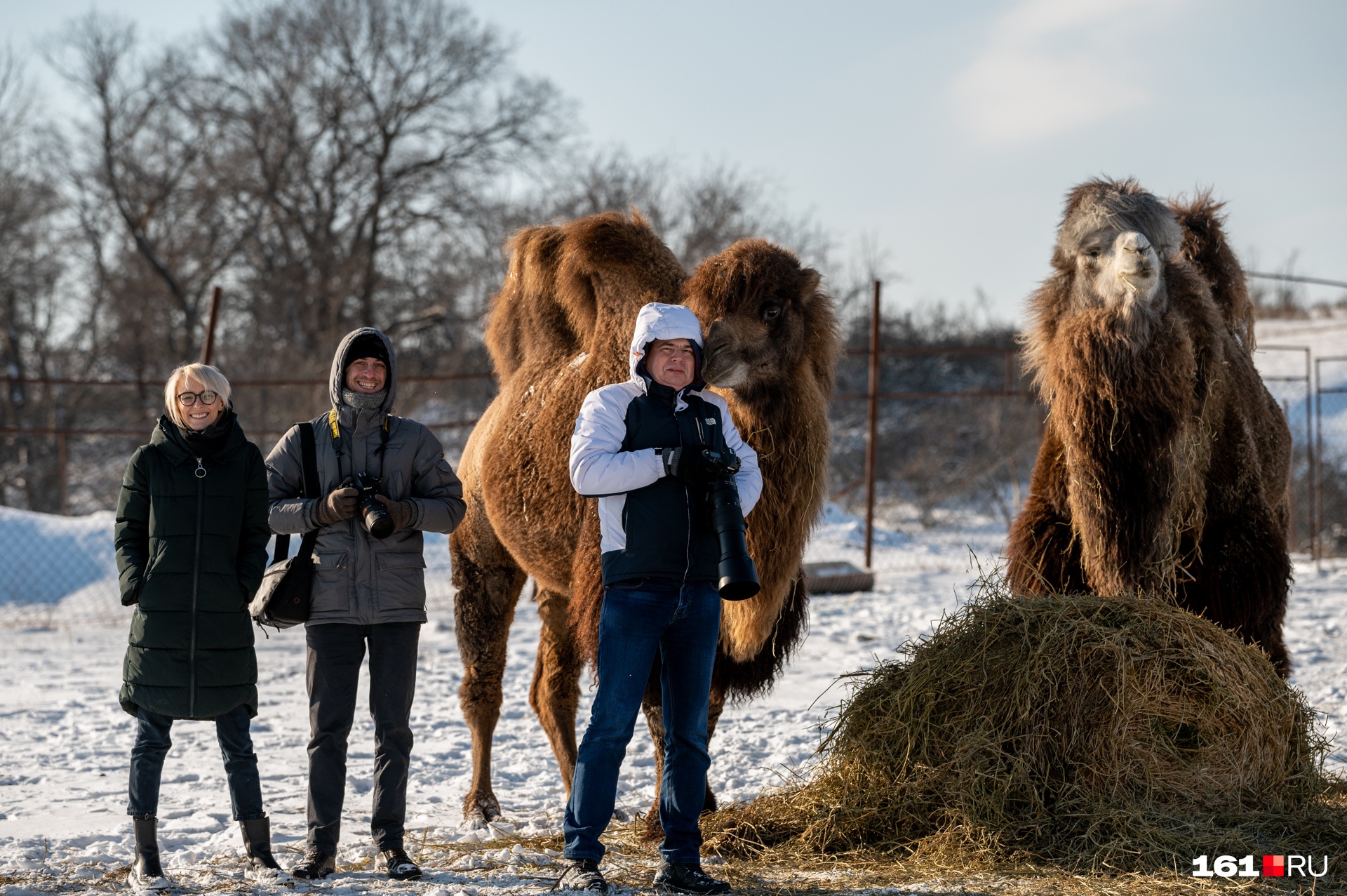 Наша делегация и верблюды Наша делегация и верблюды