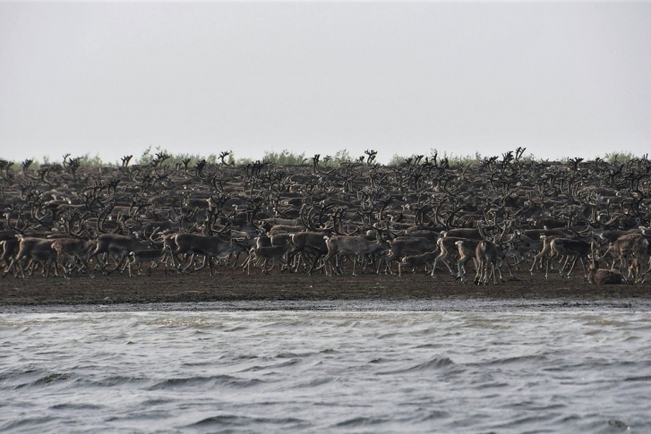Весь берег занят дикими оленями