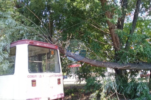 Упавшее дерево оборвало контактную сеть Упавшее дерево оборвало контактную сеть