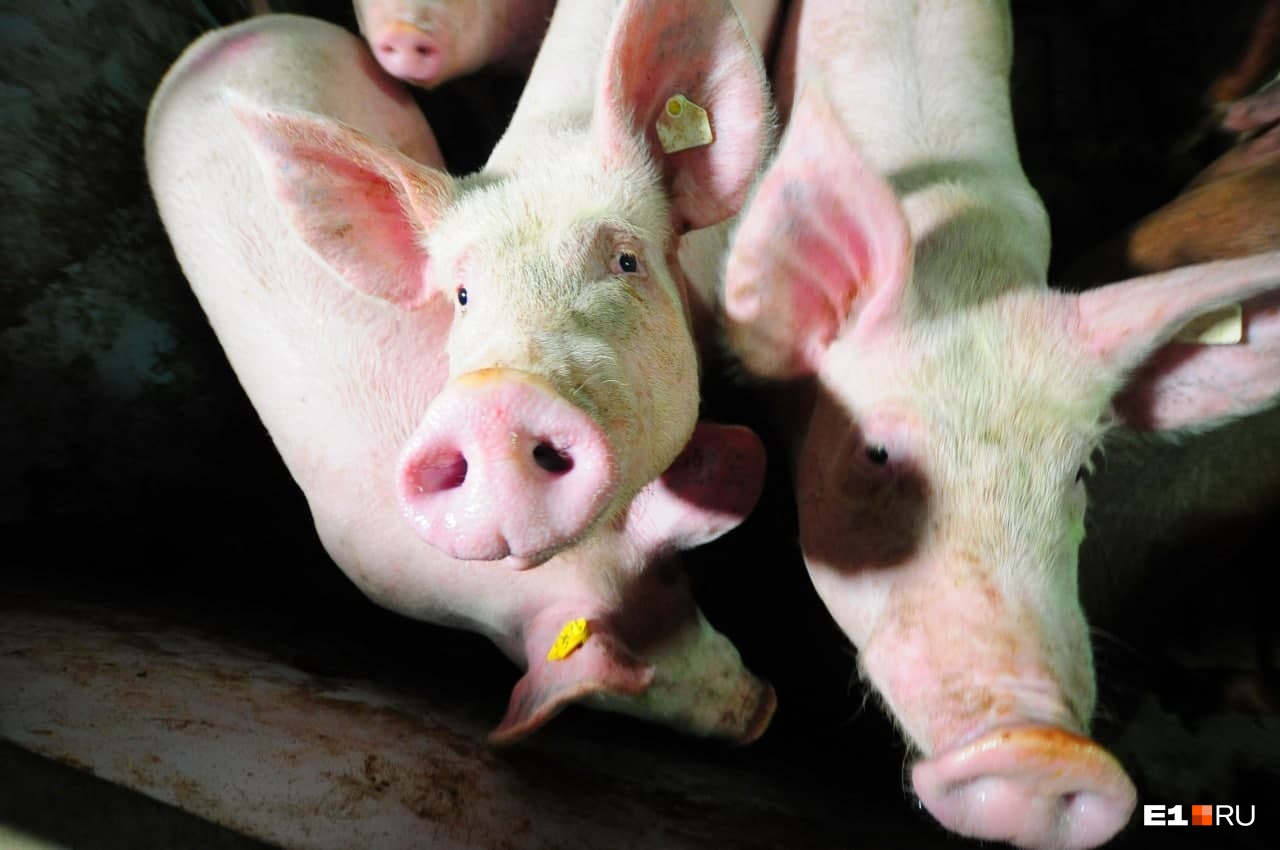 Лаборатория подтвердила вспышку африканской чумы свиней в селе на Урале. Что теперь будет?