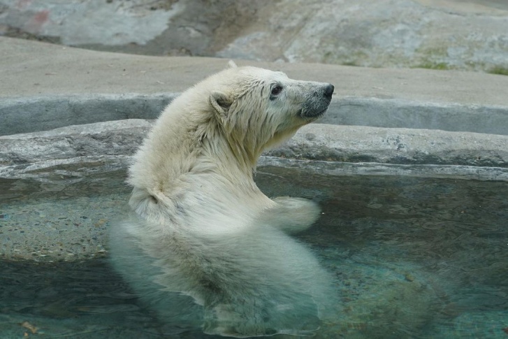 С апреля Хатанга проходит реабилитацию в московском зоопарке