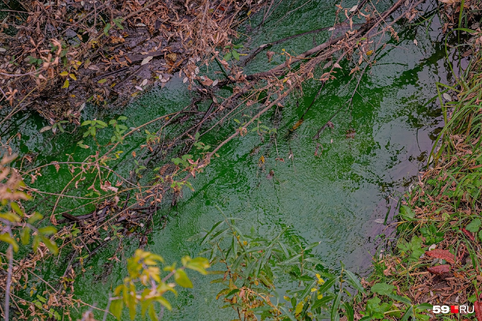 Вблизи река выглядит еще зеленее