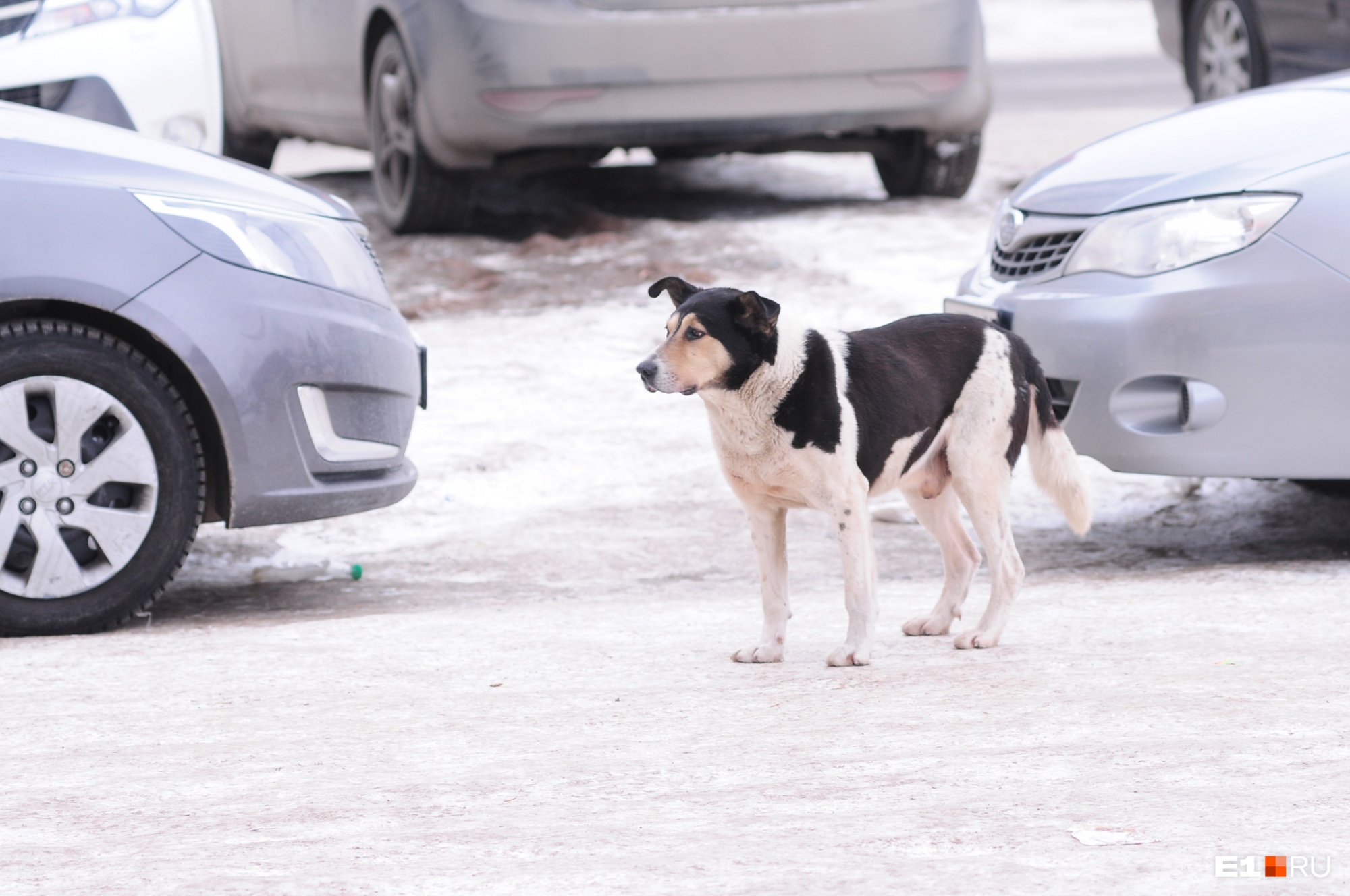 Бродячих собак в Свердловской области предложили отправлять в колонии