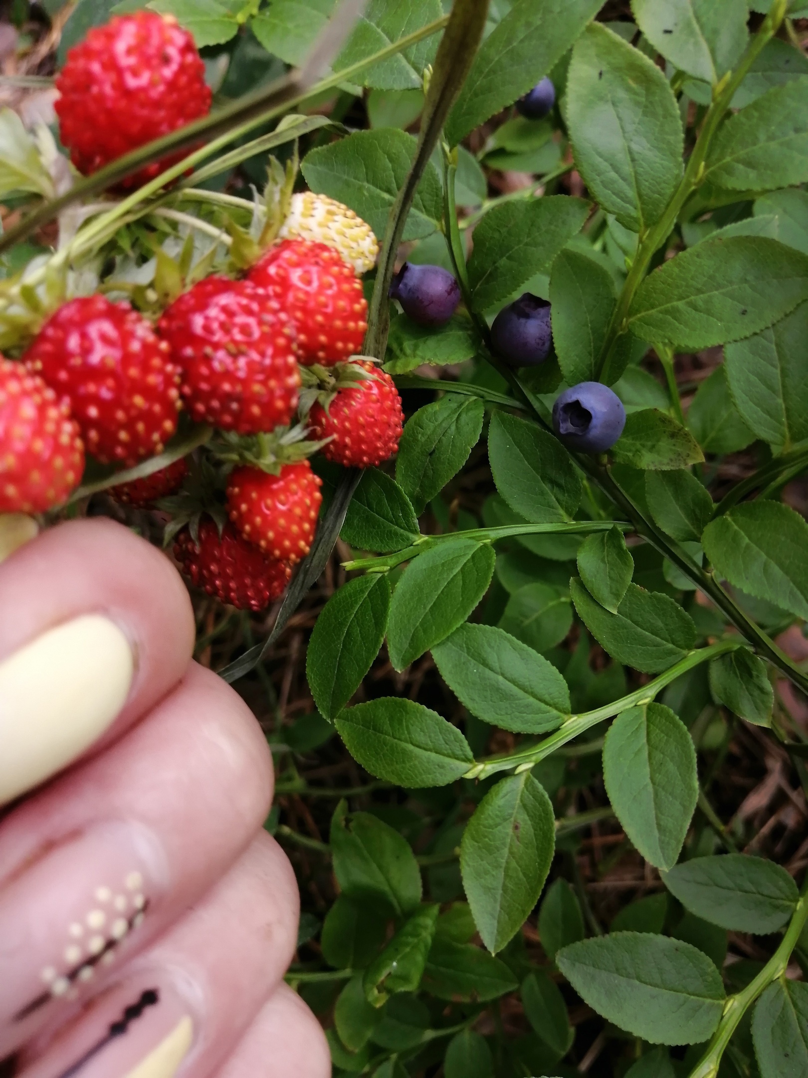 На Первомайке, по дороге домой, сибиряки тоже находят ягоду