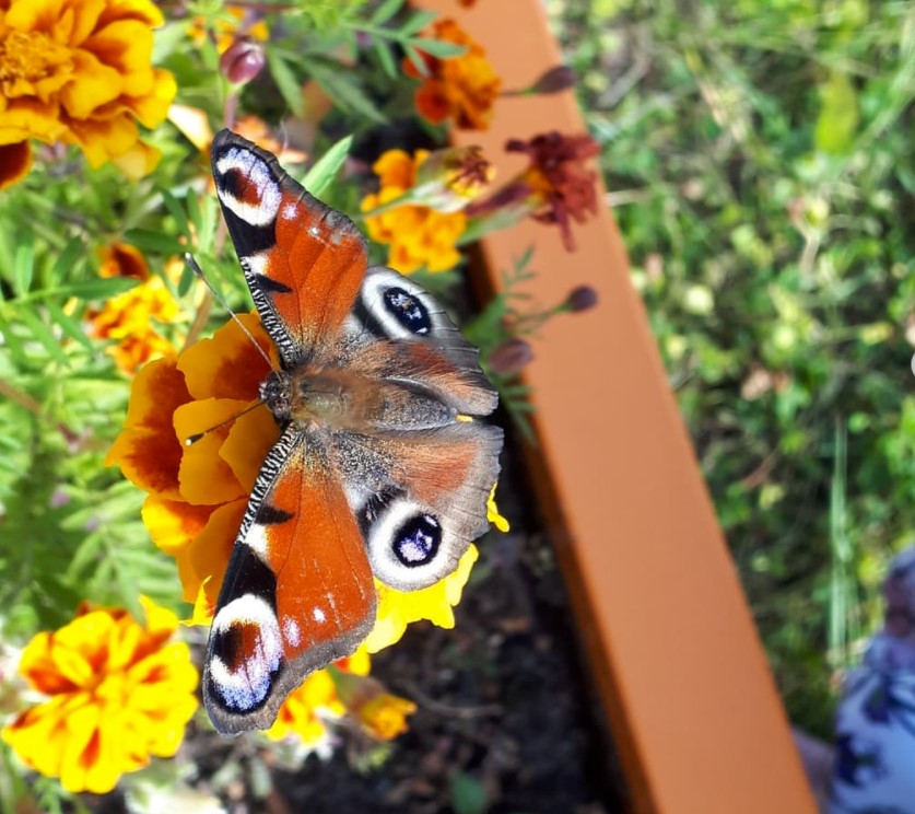 Летом бабочку-крапивницу в Югре можно встретить довольно часто