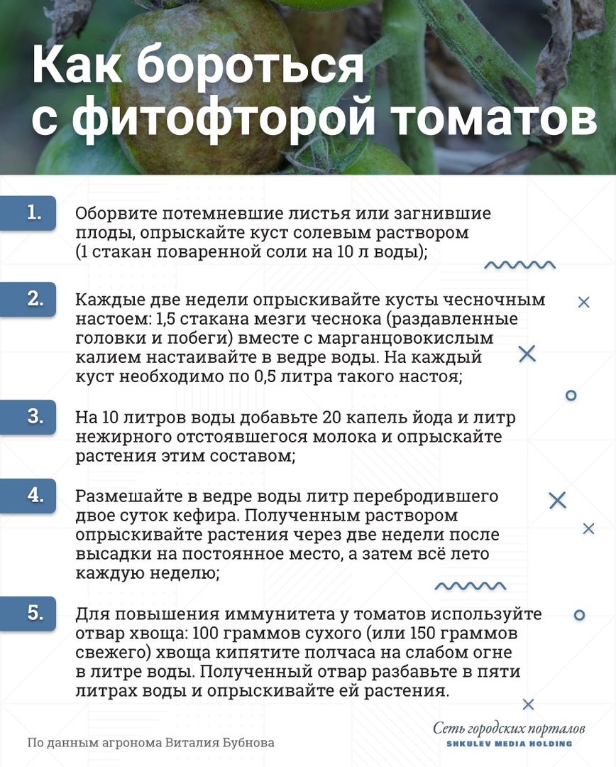 Пять простых способов победить фитофтору