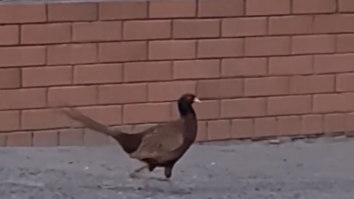 «Держался как настоящий орел»: гулявший по центру Волгограда фазан попал на видео