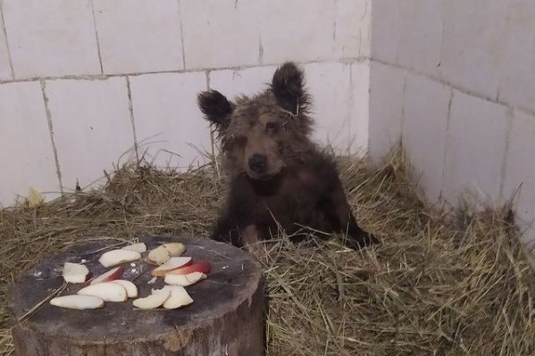 Найденную на границе Башкирии и Челябинской области медведицу спасли. Теперь ей подбирают кличку