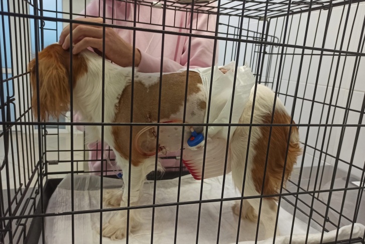 Сейчас подстреленная собака в ветеринарной клинике