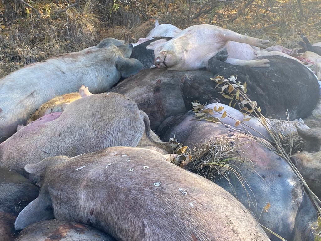 На Урале вспышка чумы свиней произошла из-за корма, который поставляли из столовых воинских частей