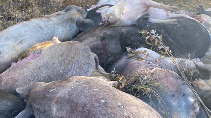На Урале вспышка чумы свиней произошла из-за корма, который поставляли из столовых воинских частей