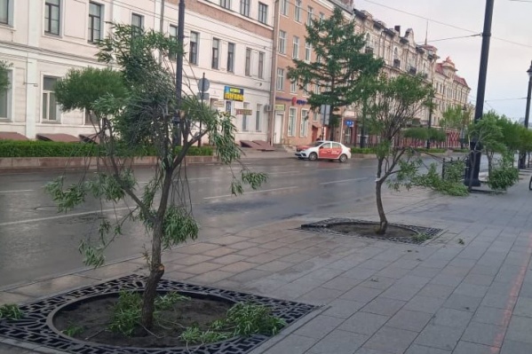 После буйной выходки девушки одна из шаровидных ив погибла После буйной выходки девушки одна из шаровидных ив погибла